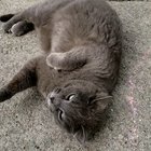 I made a friend who was delighted to show off their cute little belly!