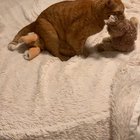 Here’s some three second footage of my cat having a threesome.