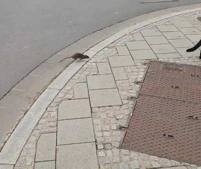 Real life Tom and Jerry