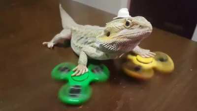 Admit it. You'll never be as cool as this fidget-spinning Bearded Dragon.