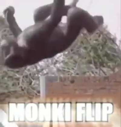 It’s Monkey Monday