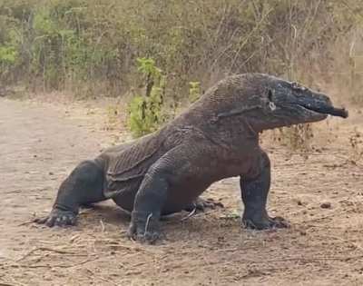 Komodo dragon swallows a whole goat in seconds