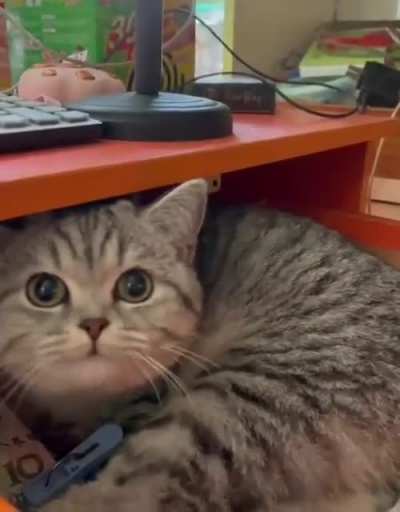 Surprise