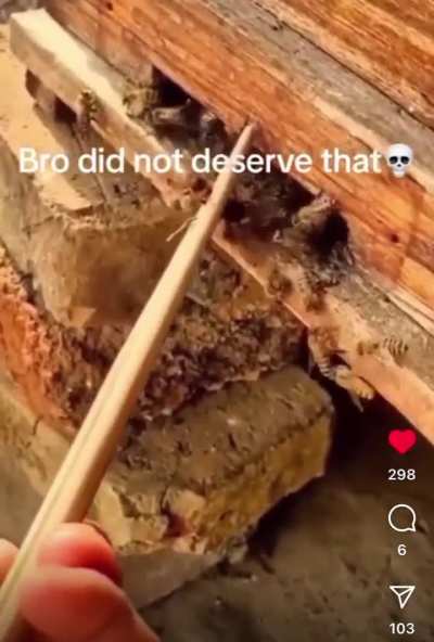 Bees: GET HIM!