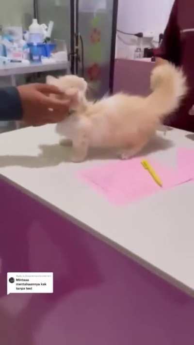 Braincell in Rage