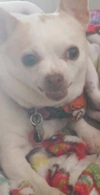 My mom's tiny, satanic dog