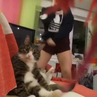 cat:.....