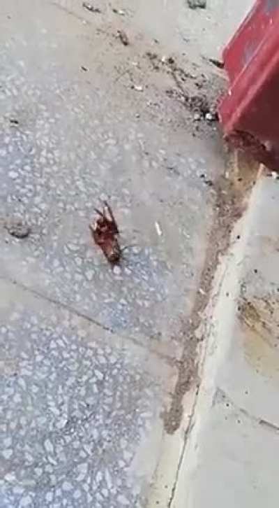 HOLY SH!T (Watch the end carefully)