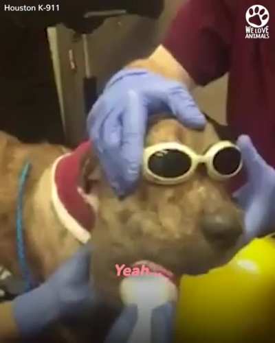 this sweet dog