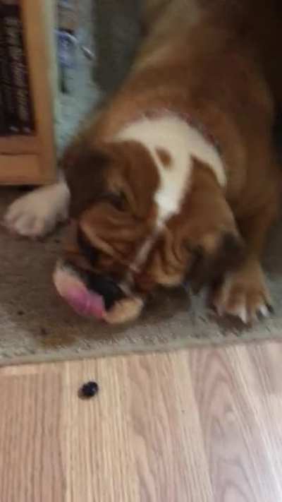 He can’t figure out how to eat blueberries