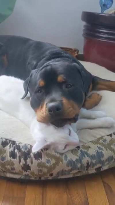 They love each other, really. 💞