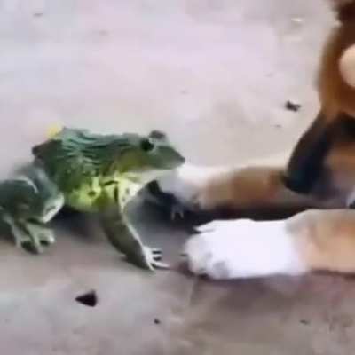 Break from posting edgy here is frog