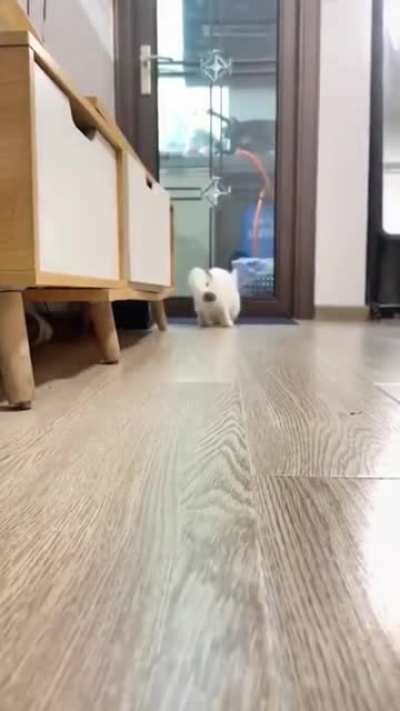 Playing Fetch