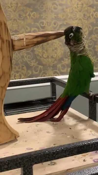 The perch is actually just a big scratcher