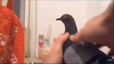 Pigeon.