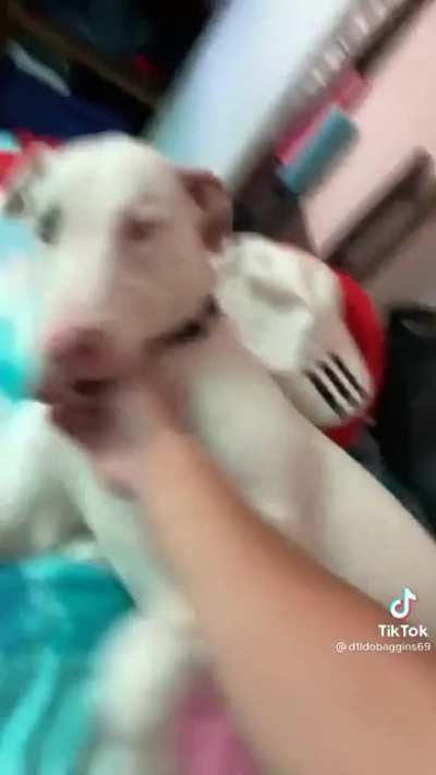 Dog does not like Spongebob