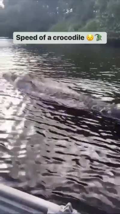 Australian Saltwater crocodiles can swim at nearly 20mph. They can reach 7 meters (23ft) and weigh a tonne (2,205lbs). They have the strongest bite pressure of any animal on earth, 3,700psi (1,678kg)