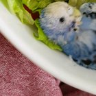 Kendime yemek için salata yapmı<wbr>ştım.<wbr>..