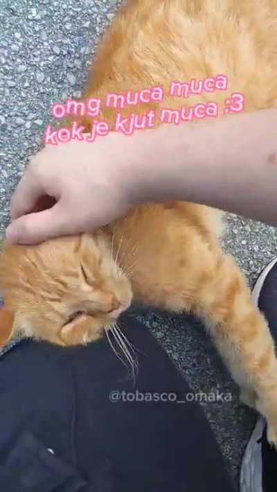 Guys I found a cute kitty :3