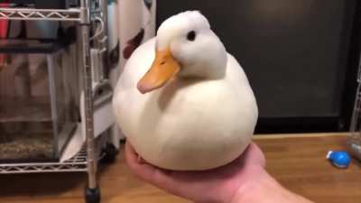 What the duck