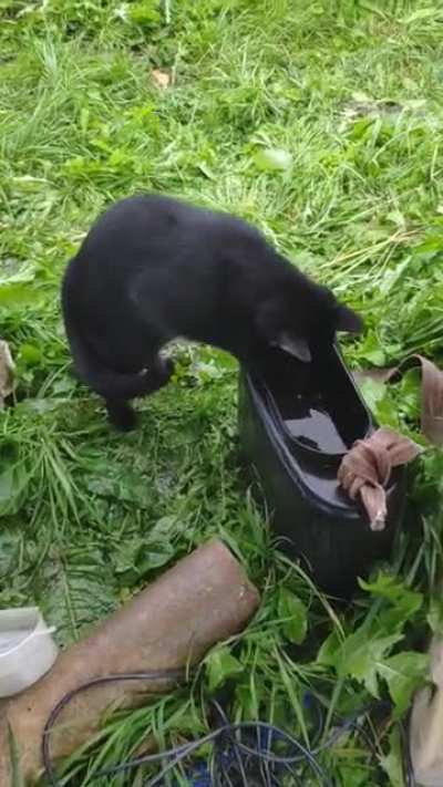 Cat catches fish