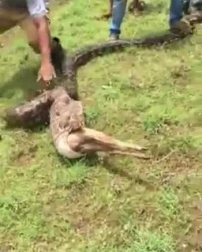 Thanks I hate snake eat deer (might be repost)
