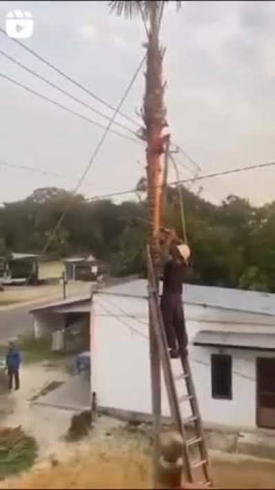 To cut down a tree safely