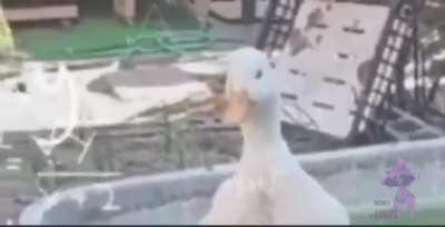 HUEstation - Video #9866