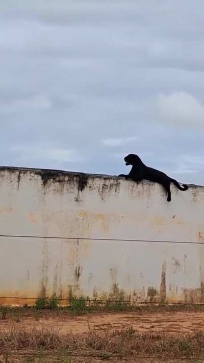 🔥 Melanistic jaguar in seen resting on top of a water tank in Brazil