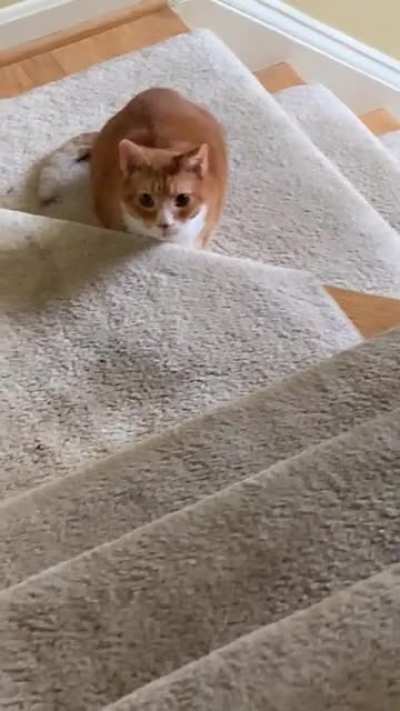 My cat does this thing where he will sit on the steps, stair at me, and plot his plan of attack. Well today he finally did it.