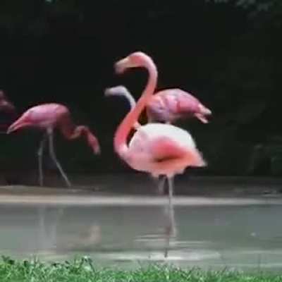 Smooth flamingo
