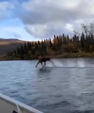 Zero-gravity moose.
