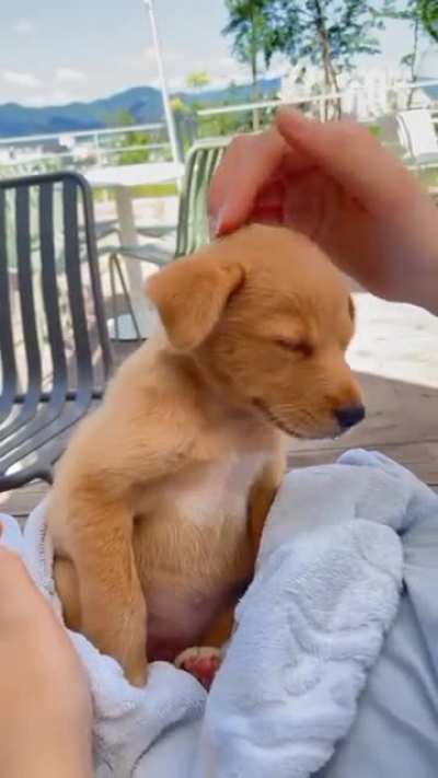 Cutie