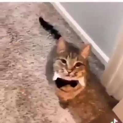 Gentlemen's cat