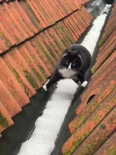 This is how my cat Simpson makes sure his paws don’t get cold. 