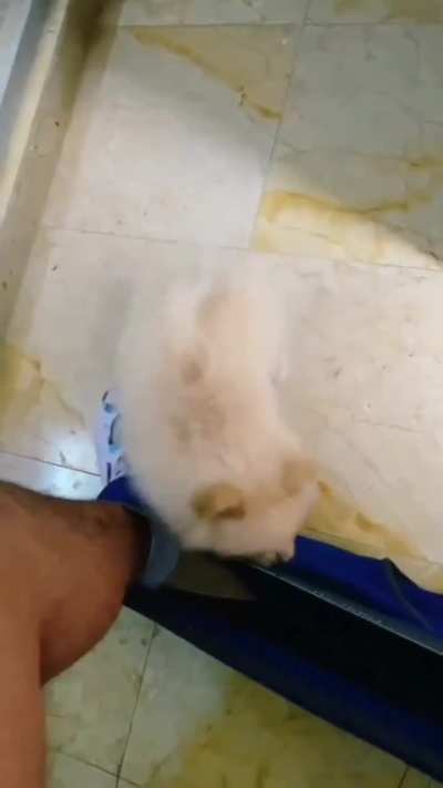 Pobre perro bro