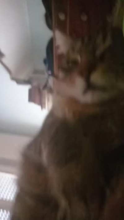 Pogchonk