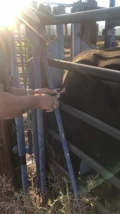A foot-long piece of an Elk Antler being pulled out of a cow.