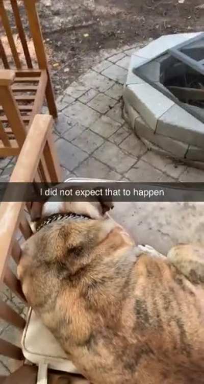 The time I scared my dog ( he’s not a mean dog that’s just how he screams)