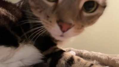 1) sniff camera 2) screm 3) profit???
