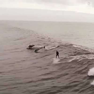 🔥 Some dolphins joining this surfer on a wave