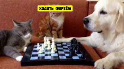 Шашки
