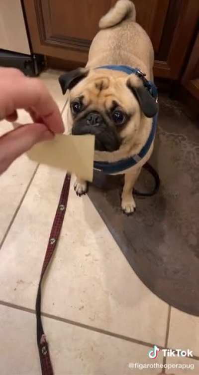 pug