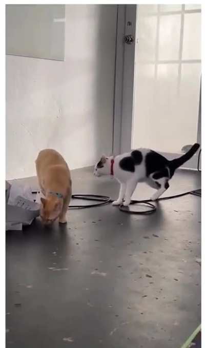 Playing guitar for cats