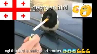 birde 👍