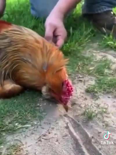 Hypnotising a chicken