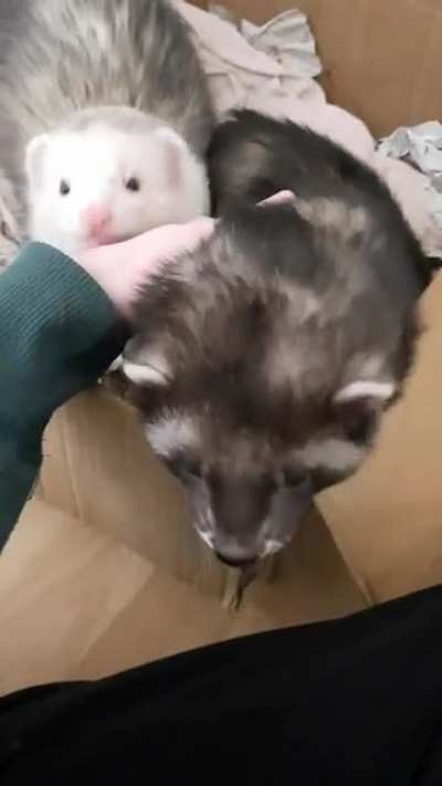giant stretch! giant yawn!