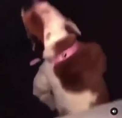 Da dog? 🤨