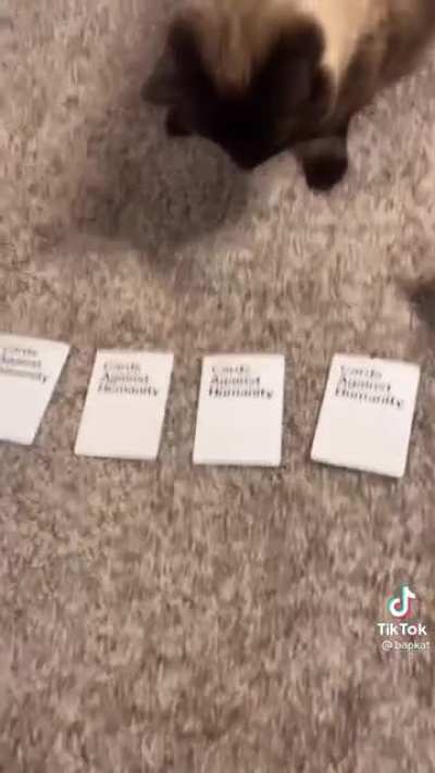 Blursed cat part twelve
