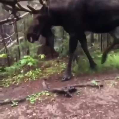 Bullwinkle
